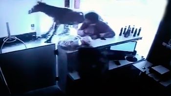 el cliente menos pensado: un caballo rompio el vidrio y entro a una carniceria en cordoba el cliente menos pensado: un caballo rompio el vidrio y entro a una carniceria en cordoba