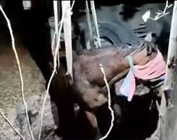 Un caballo cayó a un pozo ciego: el impresionante operativo para rescatarlo