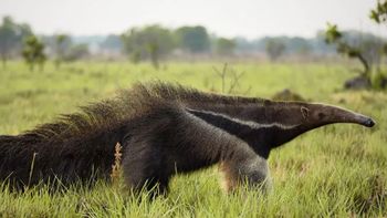 El histórico regreso del oso hormiguero gigante a América Latina. El histórico regreso del oso hormiguero gigante a América Latina.