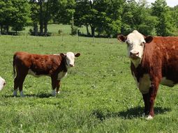 El precio de la carne vacuna uruguaya llegó a los 4 dólares por kilo. El precio de la carne vacuna uruguaya llegó a los 4 dólares por kilo.