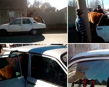 Metió su caballo dentro de un auto