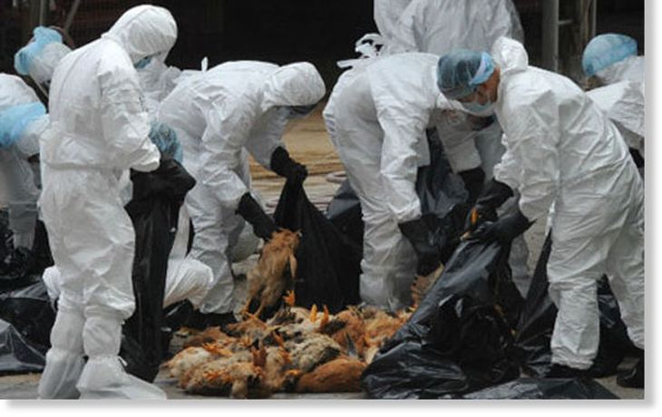 Seis millones de aves, sacrificadas en México por la gripe aviar