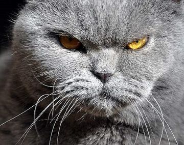 La ciencia confirmó que los gatos domésticos tienen rasgos psicopáticos