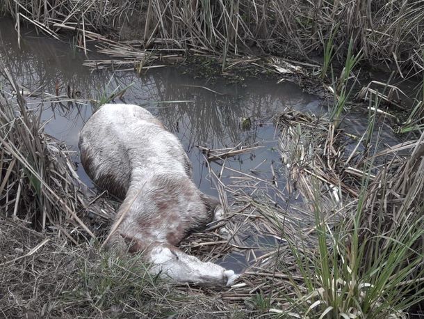 Más de 400 caballos fueron rescatados desnutridos de un campo de Ezeiza: 25 habían muerto