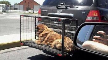 fotos de perros enjaulados en la ruta despertaron la indignacion en twitter fotos de perros enjaulados en la ruta despertaron la indignacion en twitter