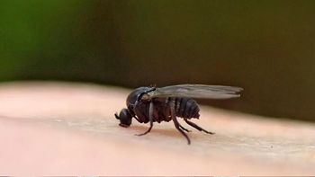 alerta por invasion de barigüi en el amba: como hay que prevenir la picadura alerta por invasion de barigüi en el amba: como hay que prevenir la picadura