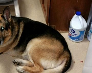 Una mujer pidió en su testamento que maten a su perro y lo entierren con ella