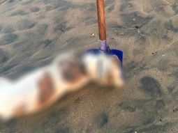 desalmados: encuentran a un perro muerto atado a una pala en la playa desalmados: encuentran a un perro muerto atado a una pala en la playa