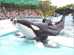 murio kshamenk, la orca que paso 33 anos en cautiverio en mundo marino murio kshamenk, la orca que paso 33 anos en cautiverio en mundo marino