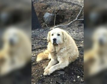 Un perro esperó un mes a sus dueños en su casa arrasada por un incendio