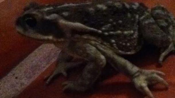 Encuentran un sapo de cinco patas en Córdoba