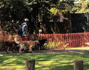 Denuncian a un paseador de Belgrano por atacar perros con un pitbull: Ya mató a dos caniches y un yorkshire
