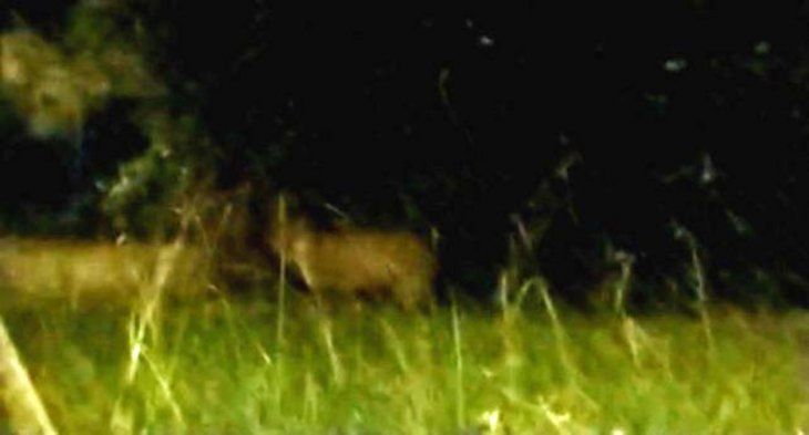 Santa Fe: los pumas son animales nocturnos