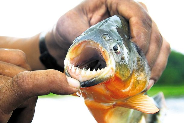 Volvieron las palometas: una decena de personas fueron mordidas en Rosario