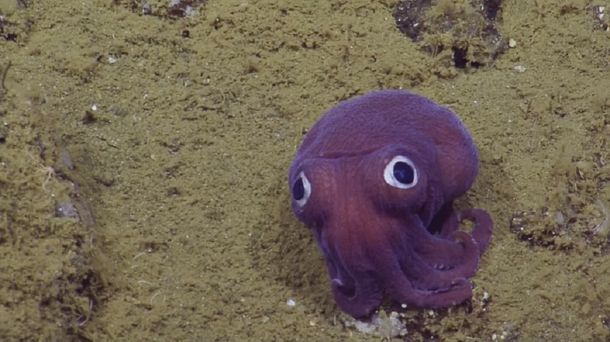 Encontraron al calamar más adorable del mundo y no pueden parar de reírse