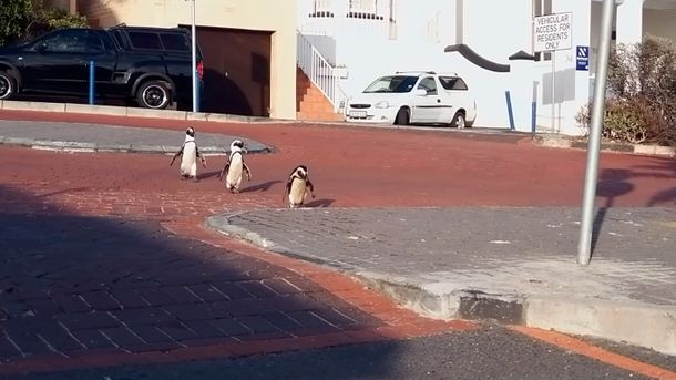 Increíble video: un grupo de pingüinos se adueñó de las calles de Sudáfrica en plena cuarentena