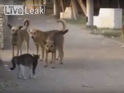 El gato más valiente del mundo
