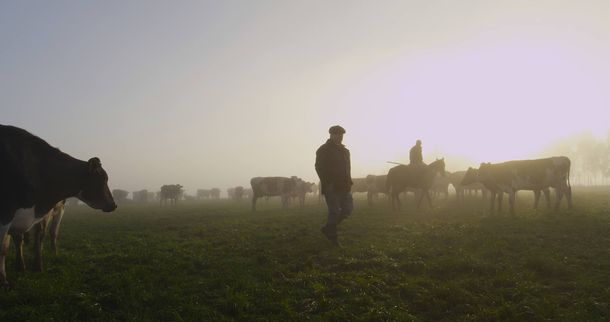 El precio de la leche medido en dólares creció un 7% en lo que va de 2023.