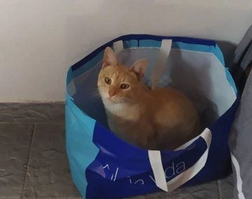 Le balearon al gato en la trompa y vende una rifa para operarlo