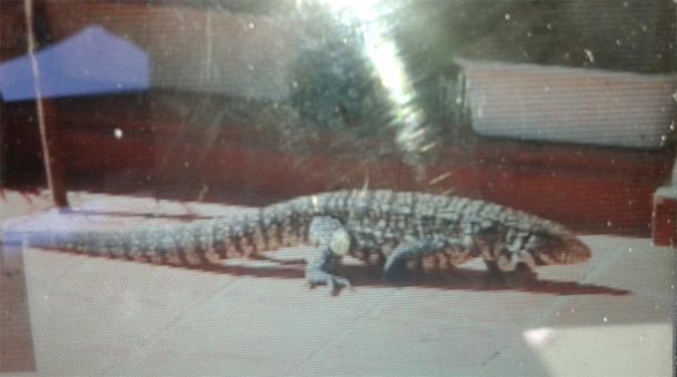 Un lagarto de más de un metro vive en el patio de su casa: pide ayuda para sacarlo