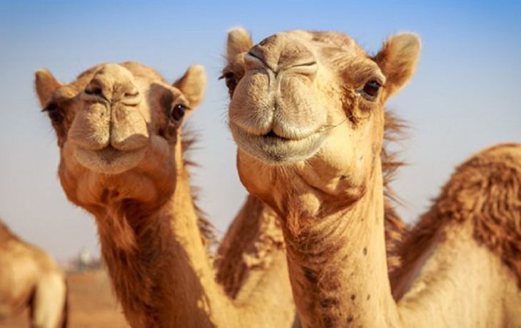 Foto ilustrativa (National Geographic)