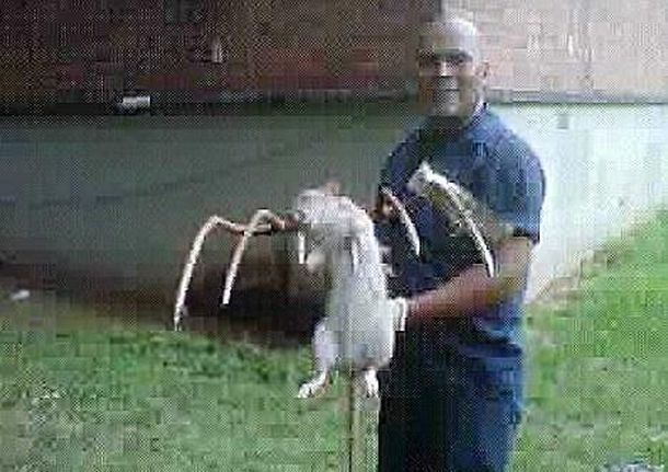 Un cuidador de edificio caza una rata de origen africano gigante