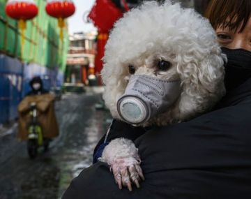 Un perro dio positivo de coronavirus en Hong Kong 