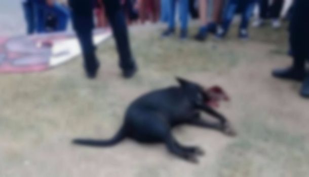 Sin consuelo: sacó a pasear el perro y un petardo que tiraron estudiantes lo mató