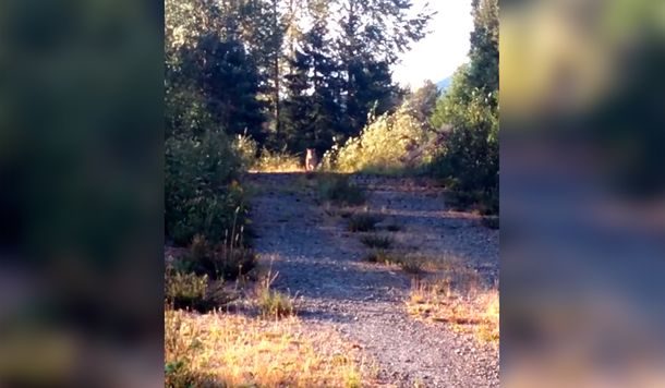 Una canción de Metallica salvó a una mujer de ser atacada por un puma