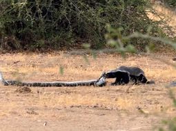 Feroz batalla entre una serpiente y un tejón con un final inesperado
