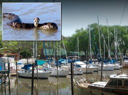 Una yarará mordió a una nena en un club náutico de San Isidro