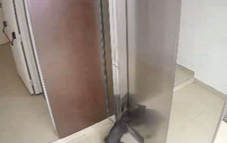 Milagro en Villa Crespo: un vecino salvó a un perro de morir estrangulado