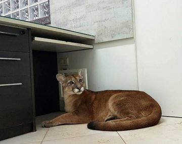 El puma fue llevado a una reserva