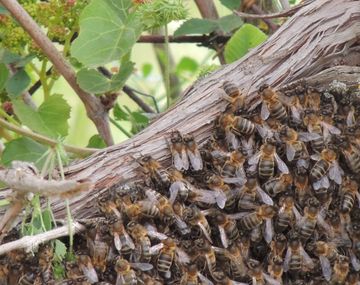Abejas asesinas en Santiago del Estero
