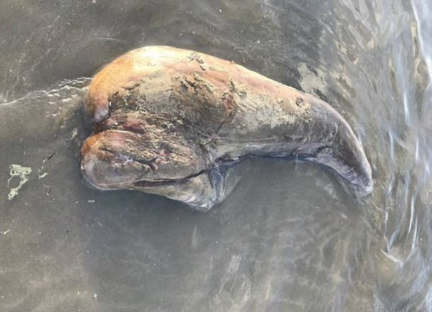 La mujer encontró los despojos en una playa de Queensland