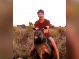 ¡Dame el cuchillo, vení!: así mataron al jabalí en un campo de Henderson