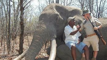 un aleman pago 60 mil dolares para cazar al elefante mas viejo de africa un aleman pago 60 mil dolares para cazar al elefante mas viejo de africa