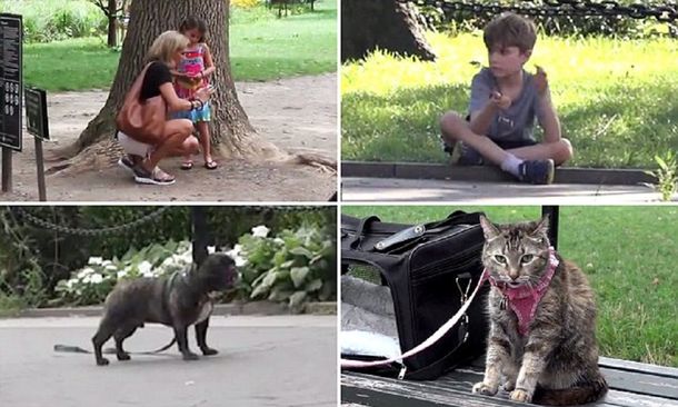 ¿A quién rescatarías primero: una nena, un nene, un perro o un gato? Mirá el experimento social