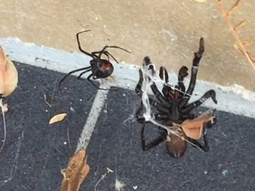 El veneno de estas arañas puede matar a un hombre en 15 minutos