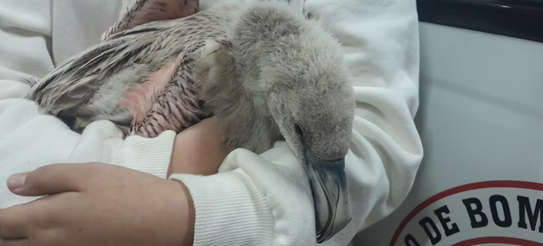 Córdoba: inesperado hallazgo de una cría de flamenco