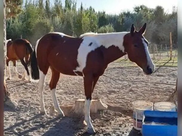 Río Negro: le robaron el caballo y lo encontró faenado