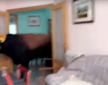 Un toro se metió en una casa durante una corrida