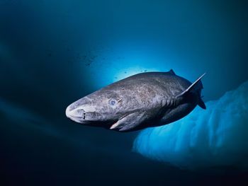 Desafía al tiempo: descubren un tiburón que nacido en 1627 y tendría casi 400 años