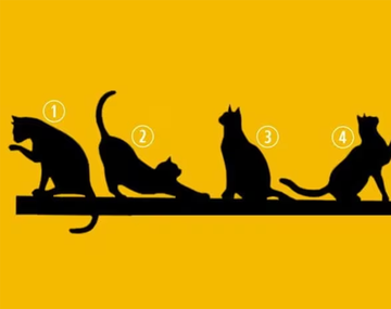 El gato que elijas revelará tu propósito en la vida