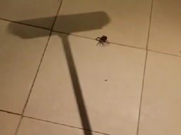 mata una arana, pero salen cientos de bebes mata una arana, pero salen cientos de bebes