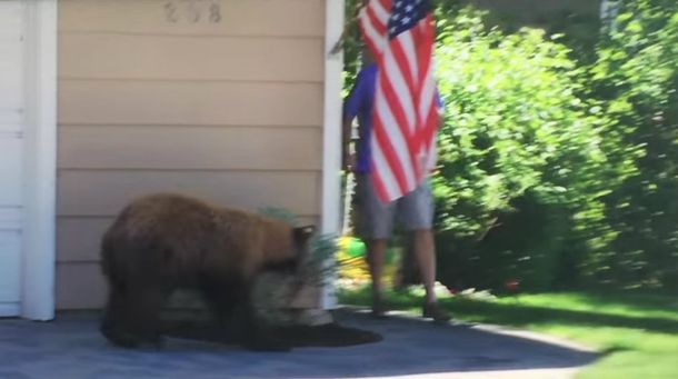 Esto es lo que pasa cuando se encuentran un oso y un hombre de casualidad