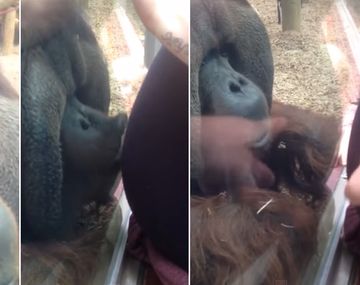 El beso de un orangután a una embarazada