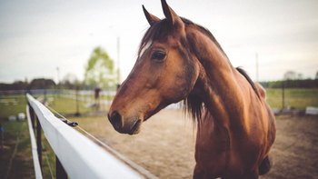 Queda un solo departamento en el Uruguay sin contagios de la enfermadad equina. Queda un solo departamento en el Uruguay sin contagios de la enfermadad equina.