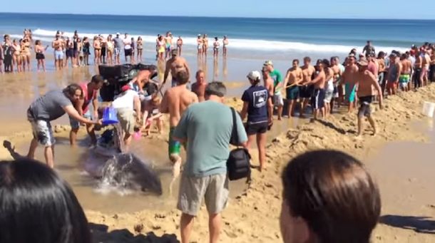 Turistas intentaron rescatar a un tiburón blanco y lo devolvieron al mar: murió