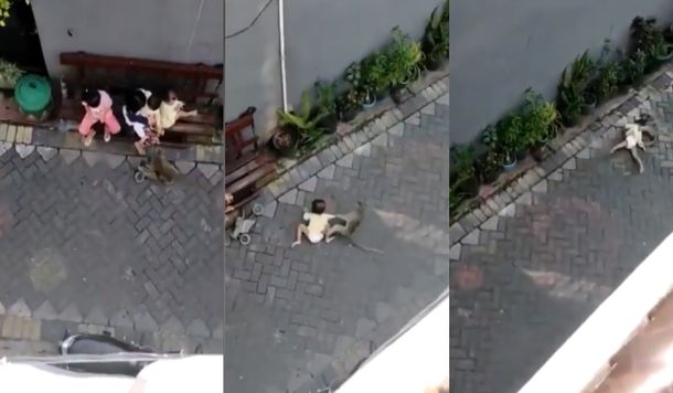 Indonesia: el video de un mono se volvi&oacute; viral en las redes sociales&nbsp;